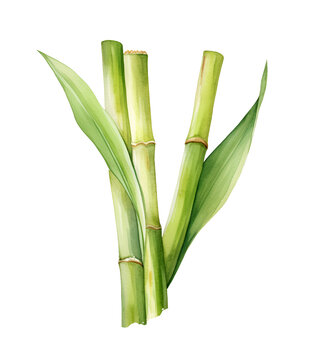Sugar cane with leaves, watercolor clipart illustration with isolated background.