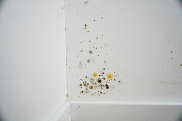 Green and yellow mold on wall in corner of room