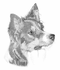 Border Collie Pen and Ink Portrait