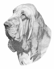 Bloodhound Pen and Ink Portrait - obrazy, fototapety, plakaty