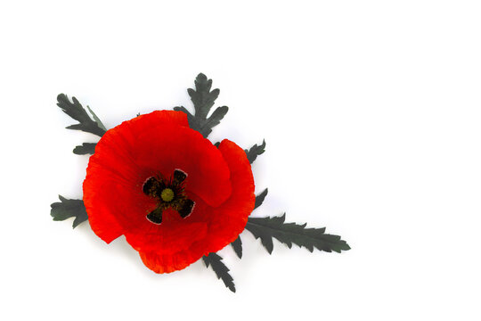 Flower red poppy ( Papaver rhoeas, corn poppy, corn rose, field poppy, red weed ) on a white background with space for text. Top view, flat lay