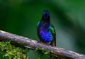 A Velvet-purple Coronet Straight Look