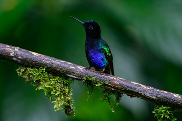 A Beautiful Velvet-purple coronet Perched in a Branch in Ecuador's Cloud Forest