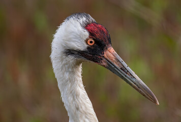 Whooping Crane Portrait Close-up