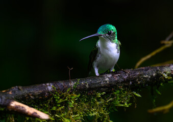 A Pretty Andean Emerald Perched on a Branch 
