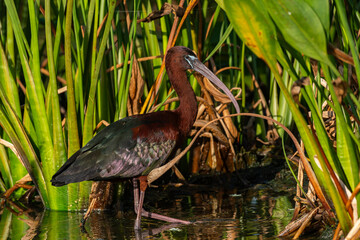Glossy Ibis Foraging ina Florida Wetlands - obrazy, fototapety, plakaty