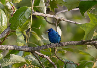 A Beautiful Indigo Bunting Perched in a Tree During a Springtime Morning