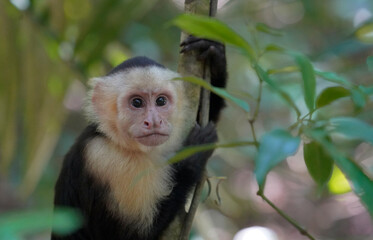 Close up portrait of Capuchin monkey, Manuel Antonio, Costa Rica 