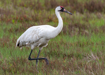 Whooping Crane Roaming the Wetlands of SE Texas