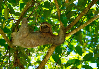 Young three toed sloth climbing in the tree, Manuel Antonio National Park, Costa Rica 