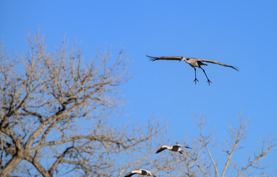 Sandhill Crane coming in for a Landing