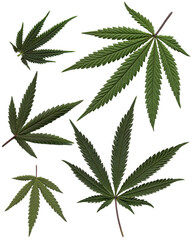 Natural cannabis leaves circle. Marijuana. Green - 740888375