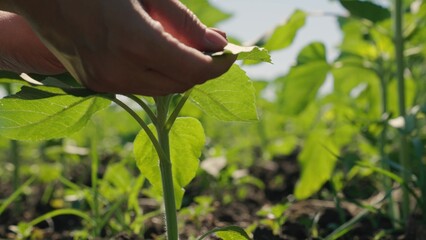 farmer hand touches green sunflower leaf, farm business, close-up sunflower leaf, young sunflower...