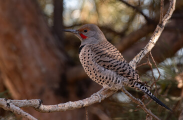 Northern Flicker (red-shafted) Perched on a Pine Tree Branch