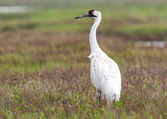 Whooping Crane Portrait Close-up
