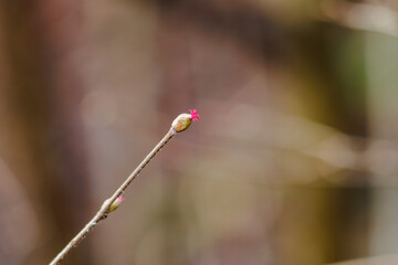 Hazelnut blossoms on a branch in spring against a blurred background