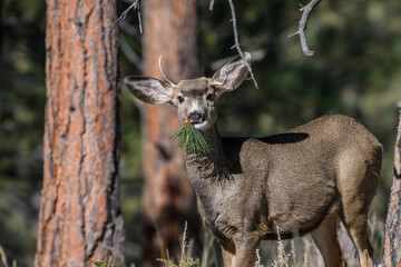 A Young Mule Deer Buck with Deformed Antler Growth
