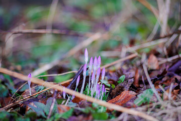 Purple crocuses with dewdrops in a leaf-covered ground in spring