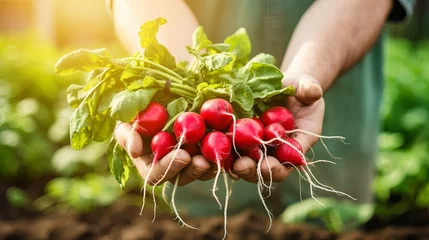Fotobehang Organic vegetables. Farmers hands with freshly harvested vegetables. Horse radish © Elchin Abilov