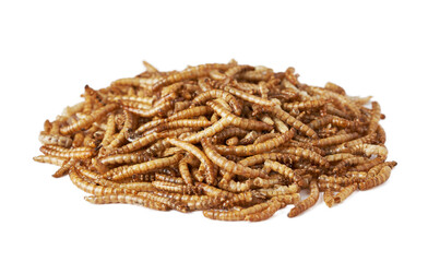 pile of dry beetle worm for animal food feed isolated on white background - obrazy, fototapety, plakaty