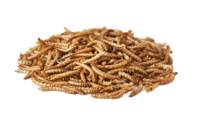 pile of dry beetle worm for animal food feed isolated on white background
