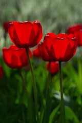 Obraz premium Red tulips backlit in the garden. Spring beautiful flowers. Selective focus.