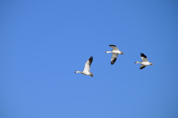 Fototapeta na wymiar Snow Geese in Flight During Fall Migration