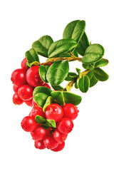 Lingonberry with leaves, isolated on white background. High resolution image