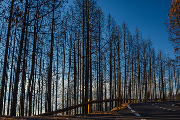Road with burned pine trees after forest fire