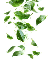 Fresh green tea leaves falling on white background
 - obrazy, fototapety, plakaty