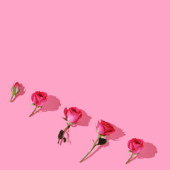 Banner with bright pink roses on pink background. A place for your text. Minimal composition.