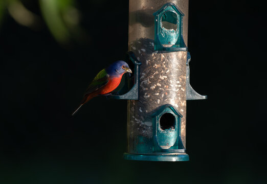 A Male Painted Bunting at Bird Feeder