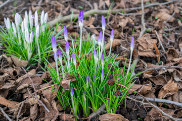 spring crocus flowers in a bed with old leaves