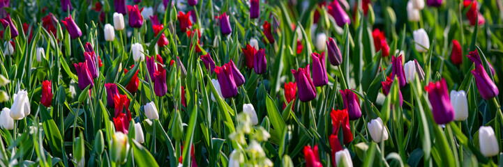 Tulip panorama with red, white, violet and magenta multicolored flowers in a mixed flower bed in a park in Germany on a sunny spring season day. Colorful wide angle banner with selective focus.