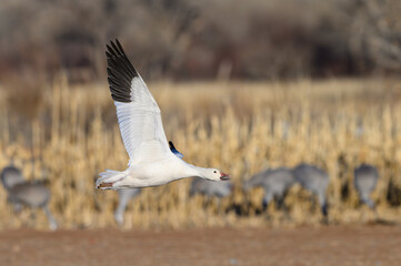 Snow Goose in Flight During Migration
