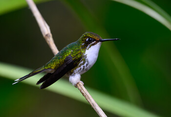 An Adorable Female White-booted Racket-tail Perched on a Branch