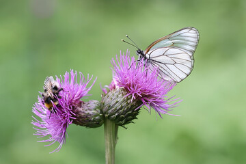 Black veined White, Aporia crataegi, and bumblebee feeding on Creeping Thistle, Cirsium arvense