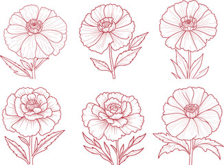 Carnation set flower hand-drawn coloring page and outline vector