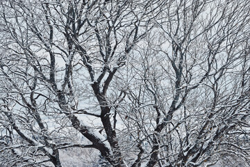 Images from the Boverbrurunden skiing round trip through the cultural landscape of Toten, Norway, in winter.