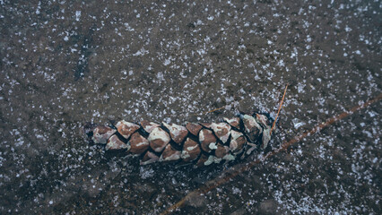Seeds of Life: Close-Up of Nature's Elements in Sand and Soil