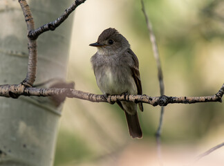 Western Wood-Pewee Perched in an Aspen Tree Branch