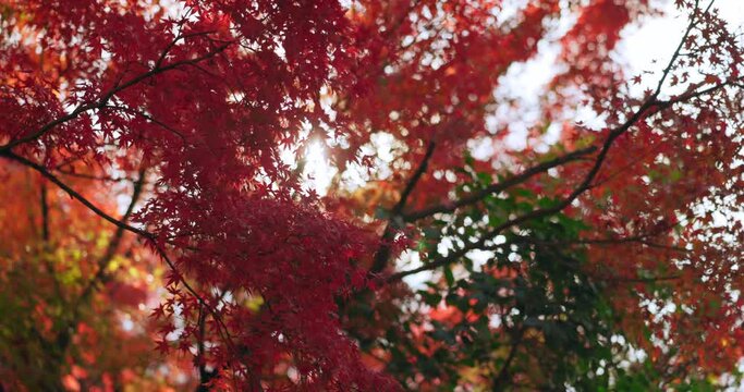 Red, nature and Japanese maple trees, plant leaves in autumn season in Hanamikoji Street, Kyoto Outdoor, beauty and momiji at park, garden or natural forest woods on a lens flare background in Asia