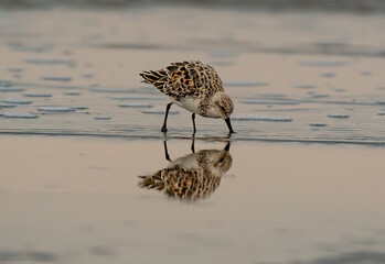 A Western Sandpiper Feeding on the Shore with Reflection