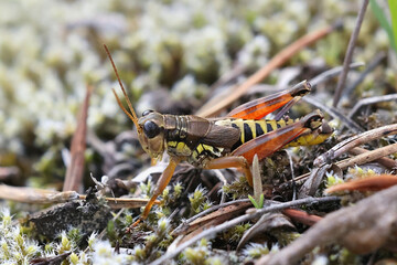 Common mountain grasshopper, Podisma pedestris 