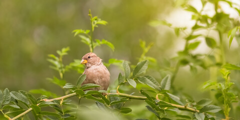Sparrow bird on a branch with green leaves. Selective focus. Beautiful nature background. Banner