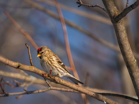 redpoll on abranch in front of blurry background