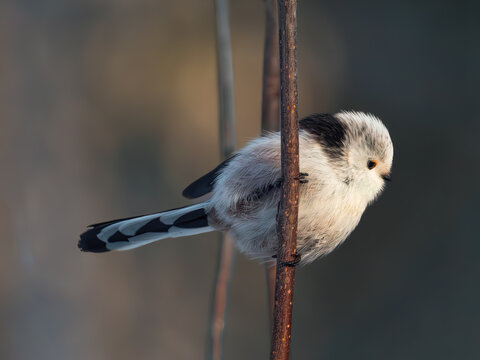 long-tailed tit between branches