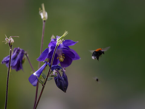 Close-up of a columbine flower with a bumblebee and a fly against a diffuse background