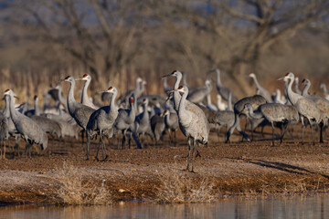 Obraz na płótnie Canvas A Flock of Sandhill Cranes Drinking from a Small Lake