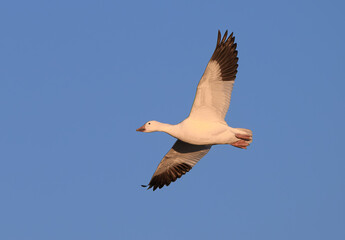 Migrating Snow Goose in Flight